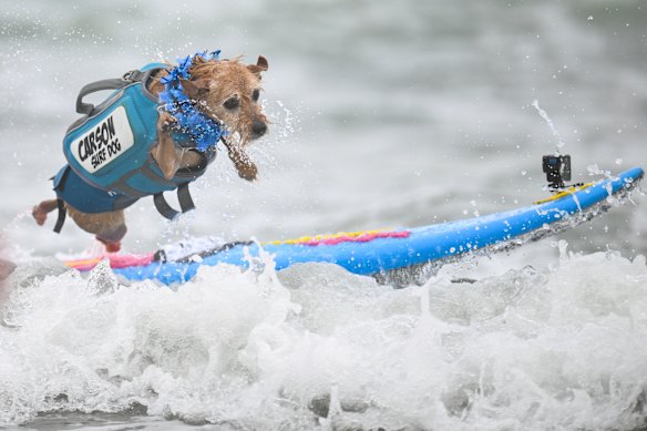 Carson Surf Dog salta de su tabla después de atrapar una ola.