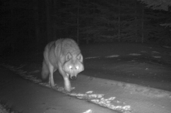 Un lobo gris occidental capturado por una cámara remota en Oregon en 2017.