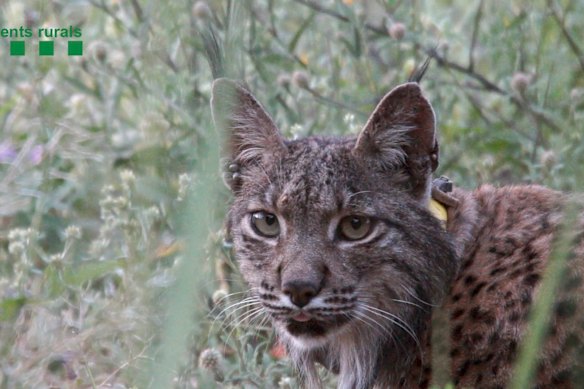 Un lince ibérico salvaje vio las afueras de Barcelona en 2018. 
