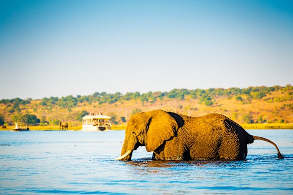 El turismo, centrado en los safaris de lujo en los humedales del Delta Okavango del país y un desierto que cuenta con la población de elefantes más grande del mundo, es el segundo mayor contribuyente a la economía del país después de los diamantes.