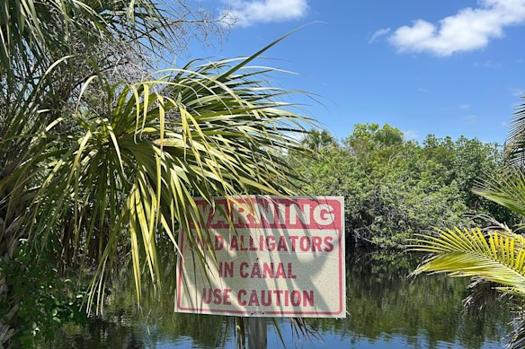 Más de 3 millones de caimanes habitan Florida.